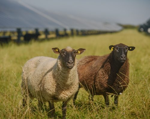Two sheep stand in a pasture with solar panels in the background, the animals graze under the solar panels. Agrivoltaics concept that involves the shared use of land for solar parks and sheep grazing.
