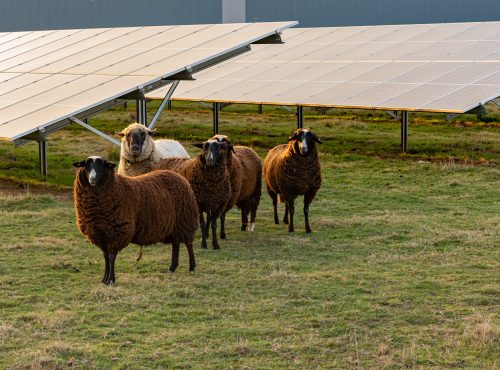 Agrivoltaic solar modules with sheep during sunset